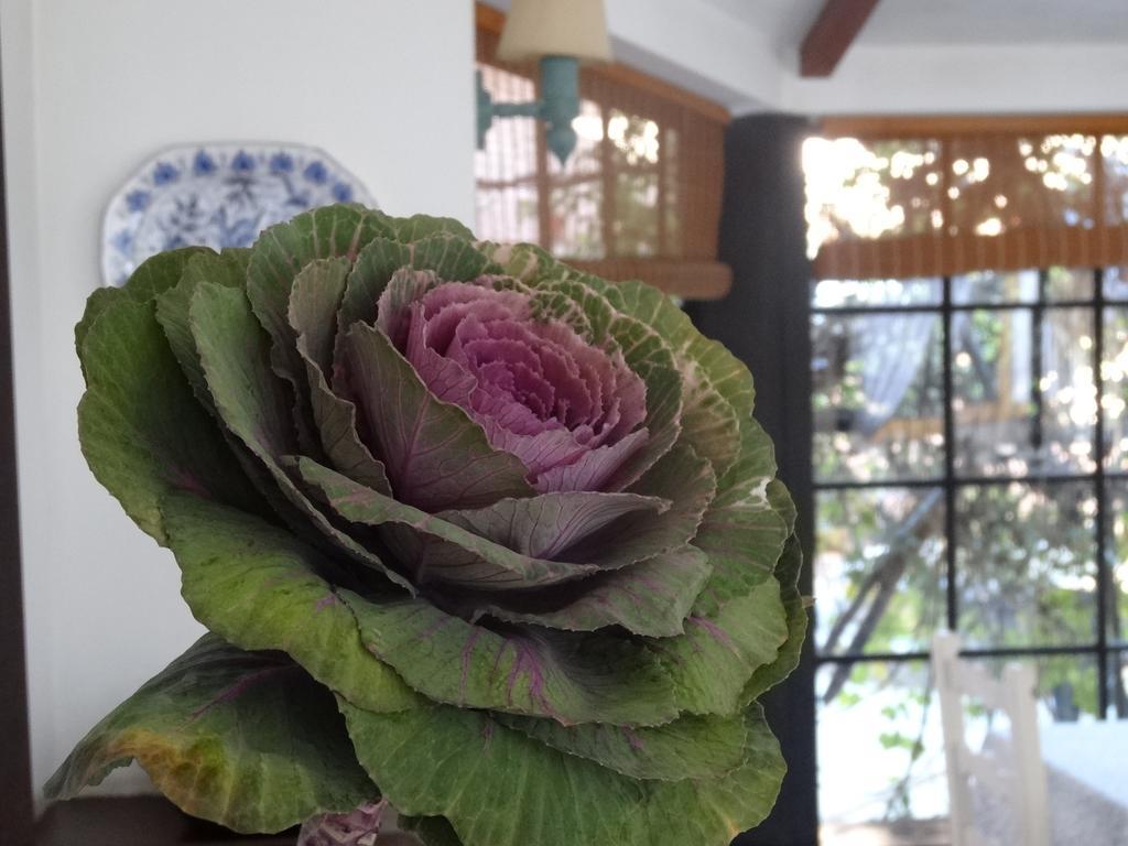 Posada De La Flor Colonia del Sacramento Værelse billede