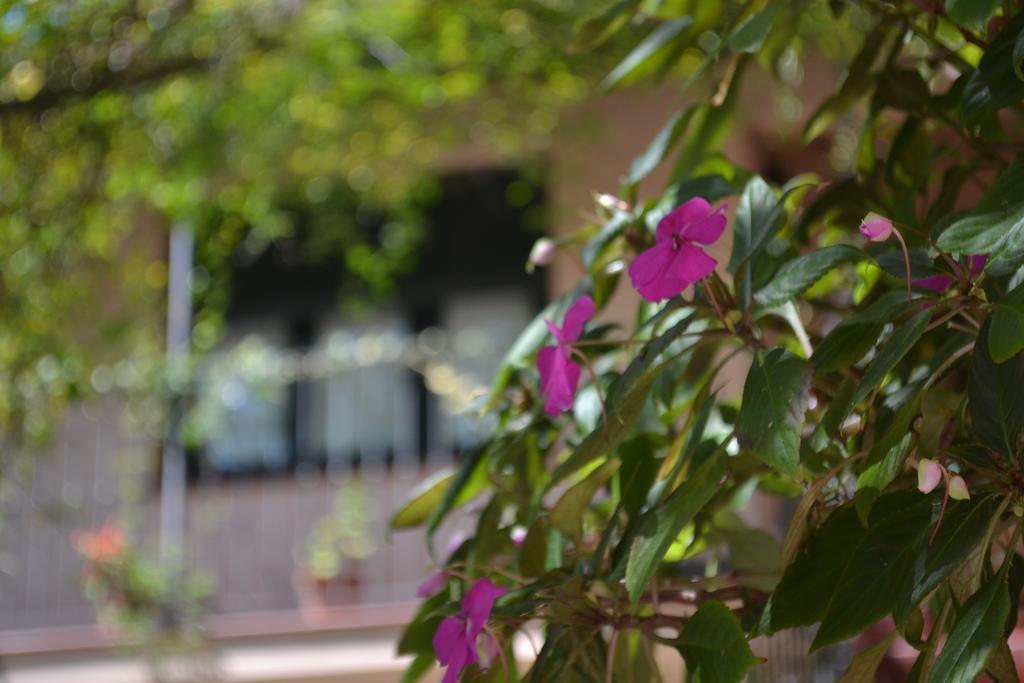 Posada De La Flor Colonia del Sacramento Eksteriør billede